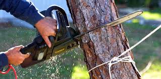 Best Arborist Consultation Services  in Lawrenceville, NJ
