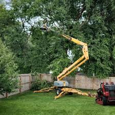  Lawrenceville, NJ Tree Removal Pros
