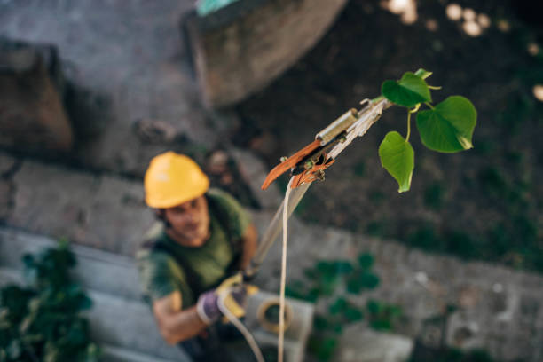 Best Leaf Removal  in Lawrenceville, NJ