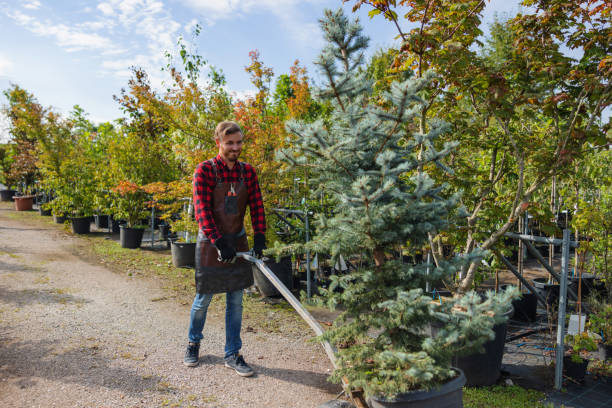Best Tree Preservation Services  in Lawrenceville, NJ