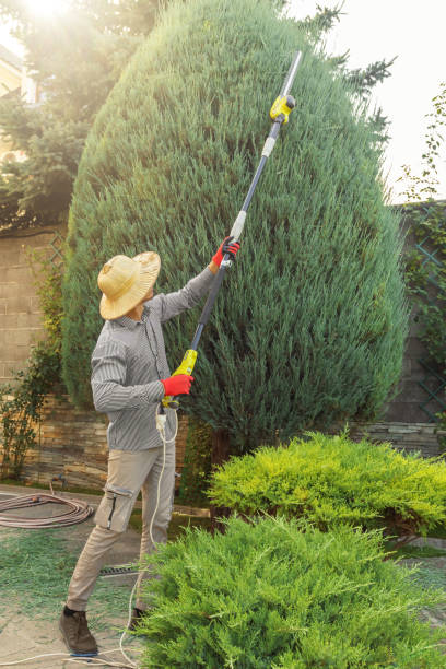 Best Tree Health Inspection  in Lawrenceville, NJ
