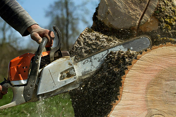 Best Lawn Maintenance Plans  in Lawrenceville, NJ